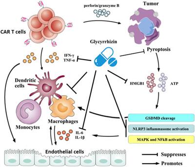 Glycyrrhizin for treatment of CRS caused by CAR T-cell therapy: A pharmacological perspective